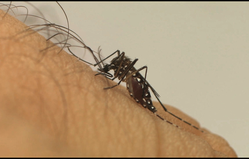 Ministério da Saúde lança a Campanha Nacional de Combate ao Aedes aegypti