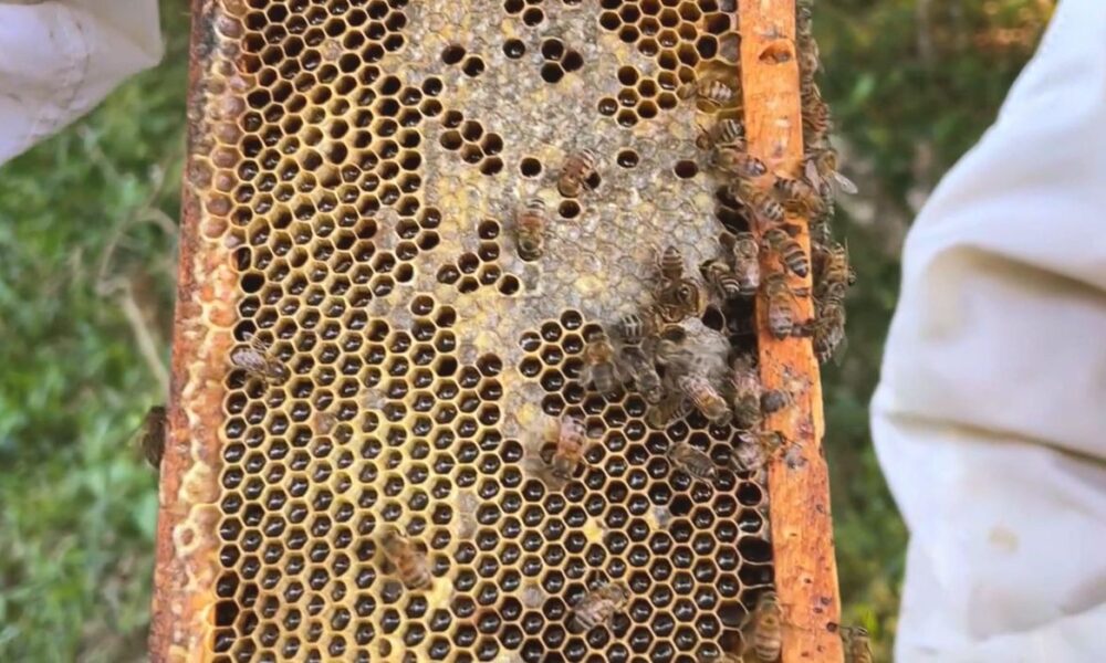 Cobiçado no exterior, mel de melato é pouco conhecido no Brasil