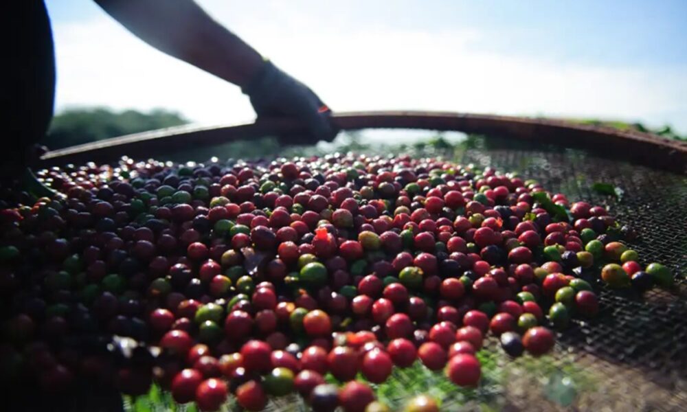 Café está na reta final de colheita