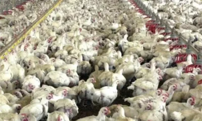 Preços médios do frango vivo estão em alta