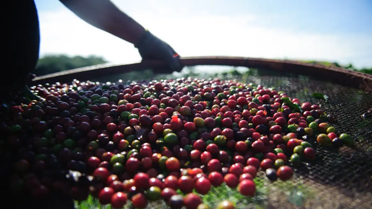 Frio deixa produtores de café em alerta