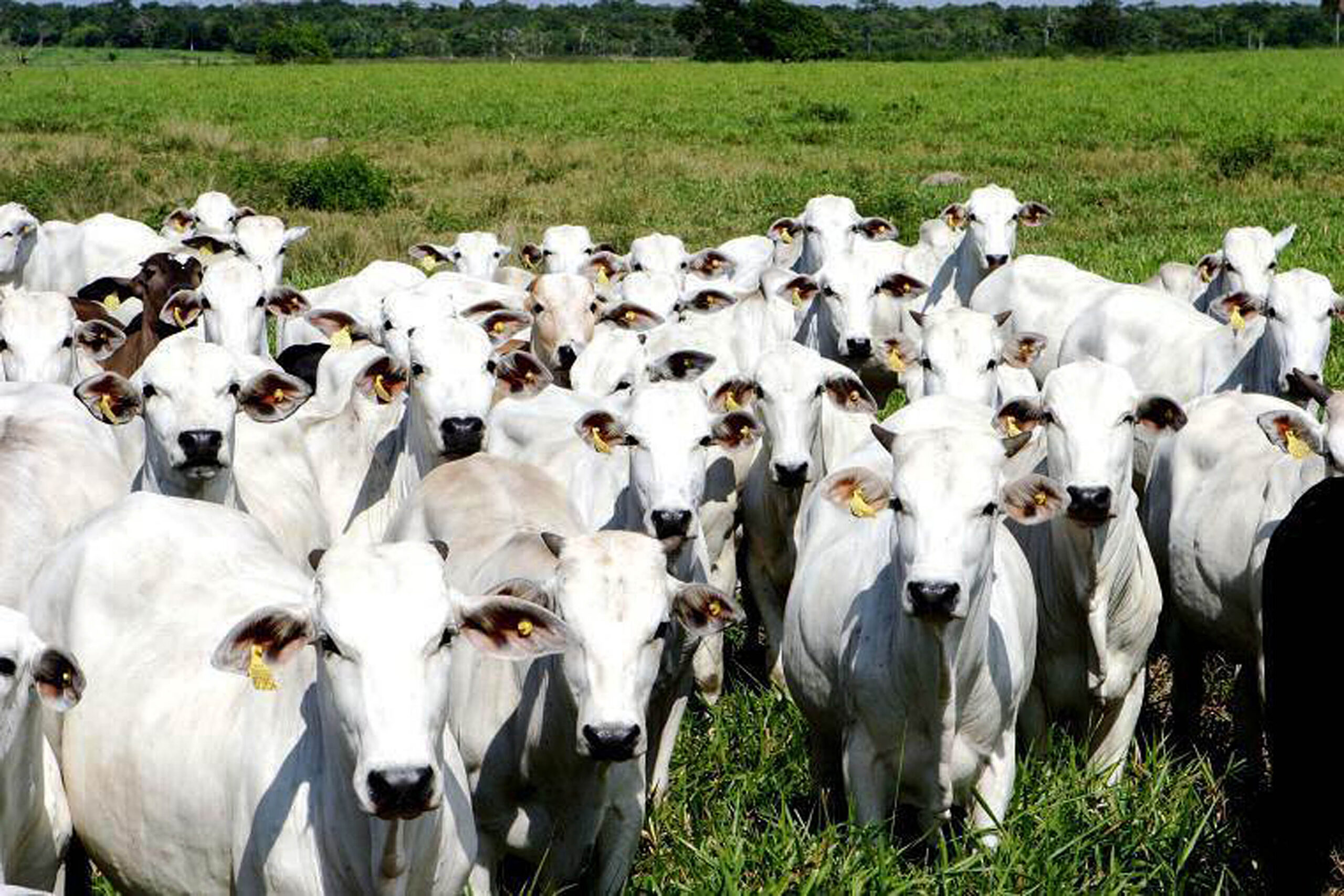 Mercado do suíno vivo está aquecido