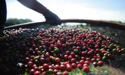 Preço do café robusta caiu 0,78%