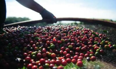 Preço do café robusta subiu 2,27%, no último fechamento