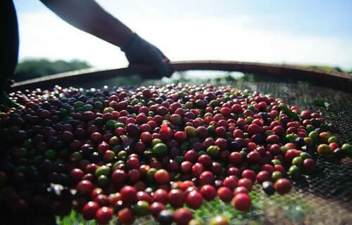 Preço do café robusta subiu 2,27%, no último fechamento