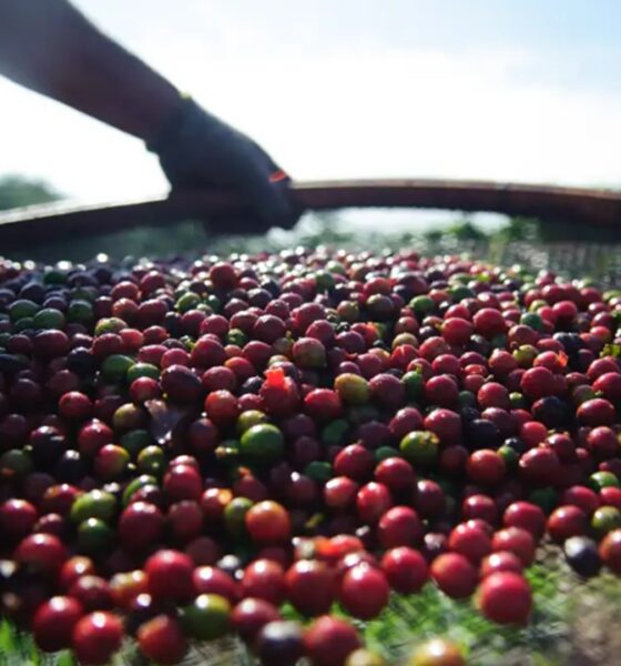 Preços do café arábica e robusta subiram