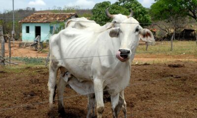 Arroba do boi gordo encerra agosto com preços firmes