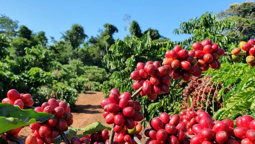 Café fica mais caro, nesta quarta-feira (25)