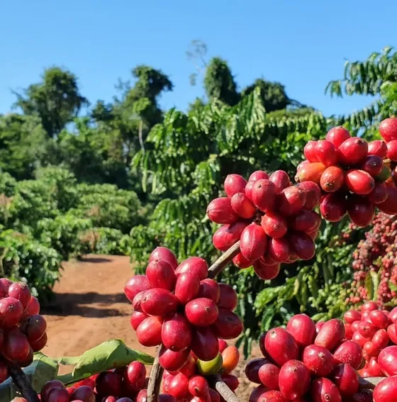 Café fica mais caro, nesta quarta-feira (25)