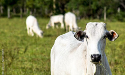 Com alta no preço, boi gordo começa a semana cotado a R$ 261,05