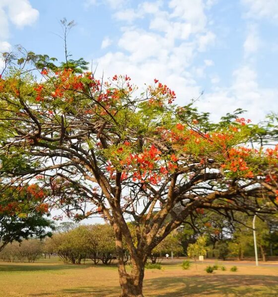 Primavera 2024: clima seco deve continuar até meados de novembro