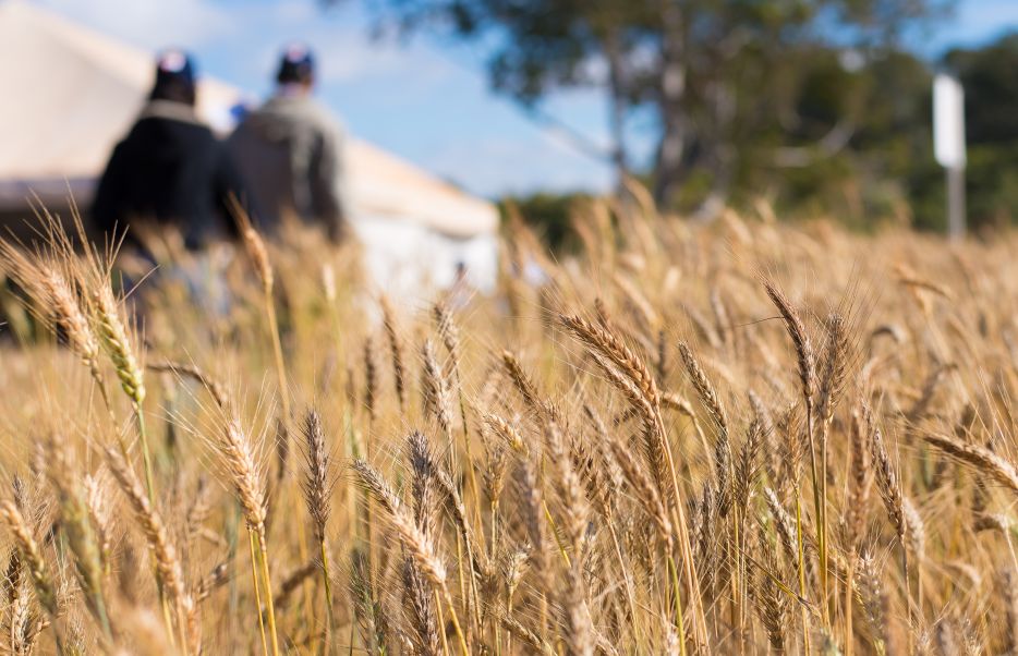 Trigo tem queda de preços no Rio Grande do Sul