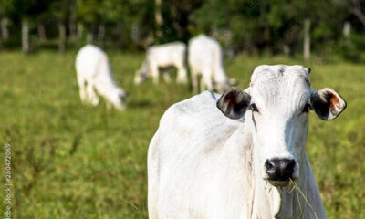 Boi gordo: semana começa com alta no preço da arroba