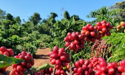 Preço do café sobe, nesta quarta-feira (16)