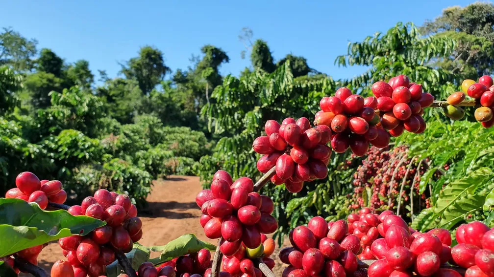 Café começa a segunda-feira (25) com alta no preço