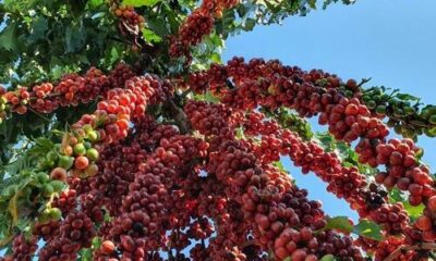 Café robusta tem alta no preço e saca de 60 kg custa R$ 1.813