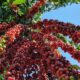 Café robusta tem alta no preço e saca de 60 kg custa R$ 1.813