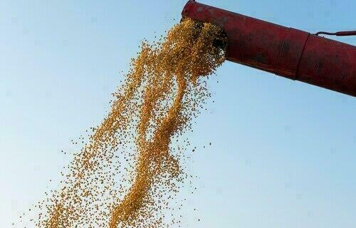 Soja começa a segunda-feira (11) mais barata no interior do Paraná