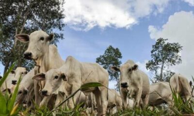 Após queda de 0,16%, arroba do boi gordo passou a custar R$ 314,60, nesta terça-feira (24)