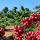 Café começa a semana com elevação no preço