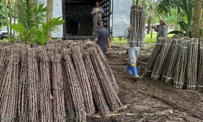 “Vassoura de Bruxa” ameaça lavouras de mandioca no Amapá; alerta é do Mapa