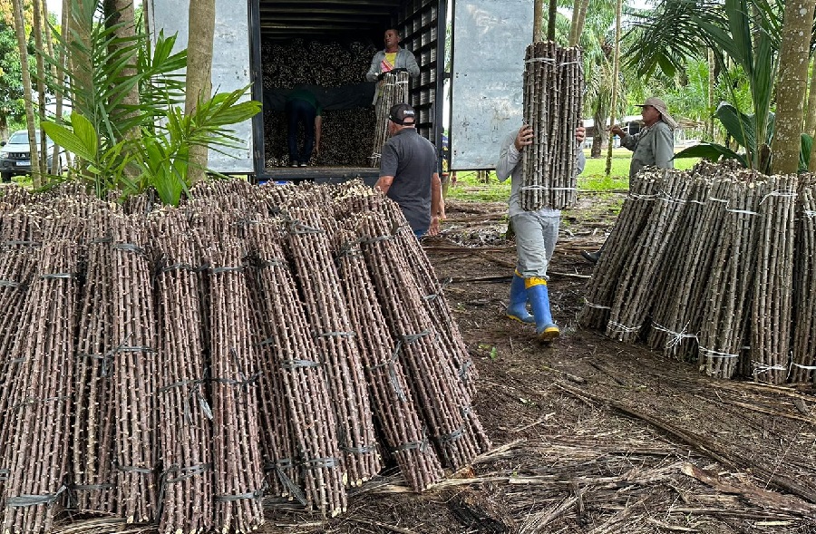 “Vassoura de Bruxa” ameaça lavouras de mandioca no Amapá; alerta é do Mapa