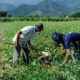 Garantia Safra: agricultores de 744 municípios começam a receber benefício; confira lista das cidades