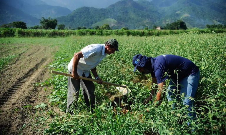 Garantia Safra: agricultores de 744 municípios começam a receber benefício; confira lista das cidades